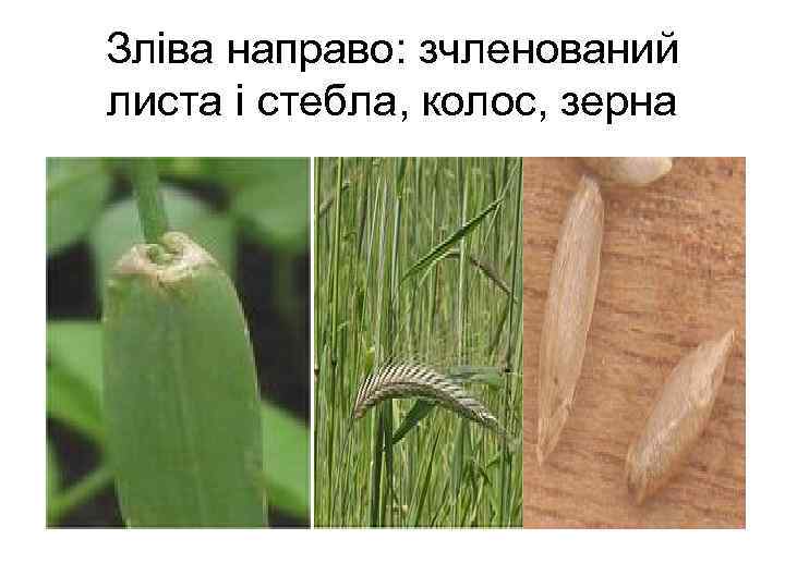 Зліва направо: зчленований листа і стебла, колос, зерна 