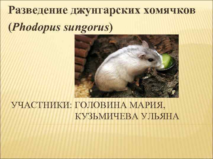 Разведение джунгарских хомячков  (Phodopus sungorus) УЧАСТНИКИ: ГОЛОВИНА МАРИЯ,     КУЗЬМИЧЕВА