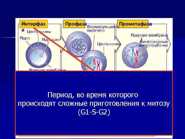 Интерфаз   Профаза    Прометафаза      Формирующееся