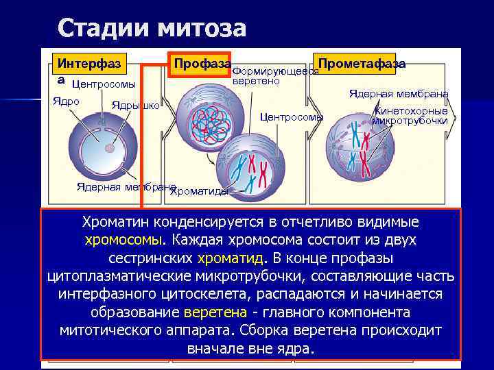  Стадии митоза Интерфаз  Профаза    Прометафаза    