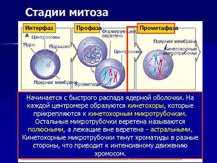 Стадии митоза Интерфаз   Профаза   Прометафаза     