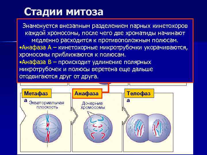  Стадии митоза Знаменуется внезапным разделением парных кинетохоров  Интерфаз  Профаза  