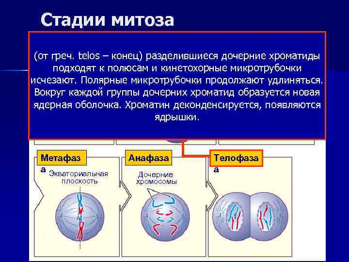  Стадии митоза Интерфаз   Профаза   Прометафа    
