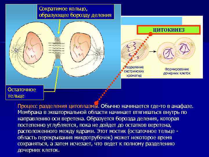 На рисунке изображен один из этапов клеточного цикла