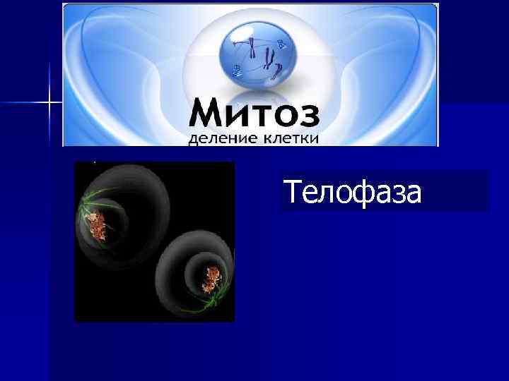 Телофаза Анафаза Метафаза Прометафаза Профаза Интерфаза 