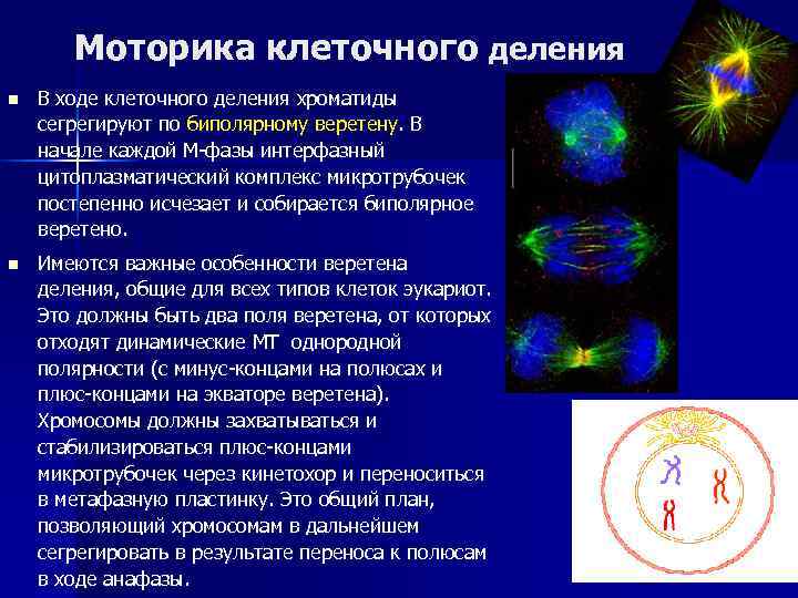   Моторика клеточного деления n  В ходе клеточного деления хроматиды сегрегируют по