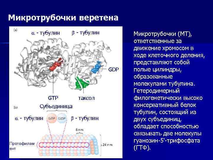 Микротрубочки веретена  - тубулин   Микротрубочки (МТ),     ответственные