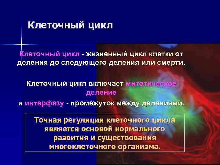  Клеточный цикл - жизненный цикл клетки от деления до следующего деления или смерти.