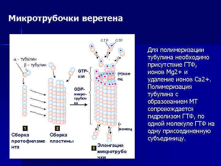 Микротрубочки веретена     Для полимеризации  - тубулин   