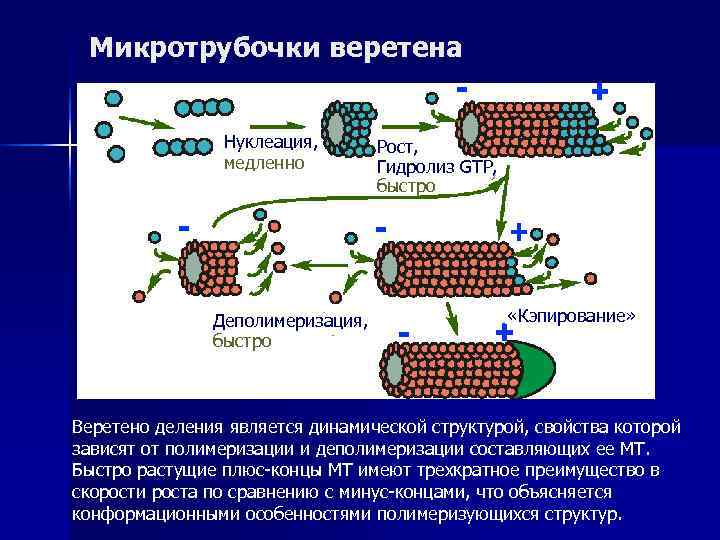  Микротрубочки веретена    Нуклеация,   Рост,   медленно 
