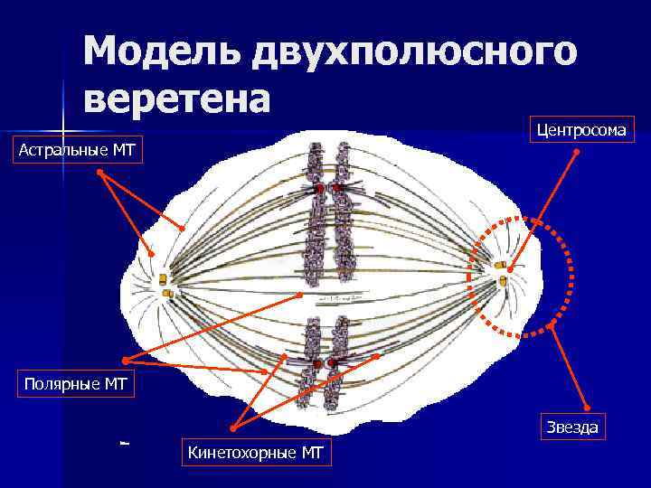   Модель двухполюсного  веретена      Центросома Астральные МТ