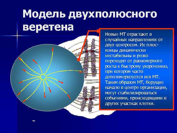 Модель двухполюсного веретена  Новые МТ отрастают в    случайных направлениях от