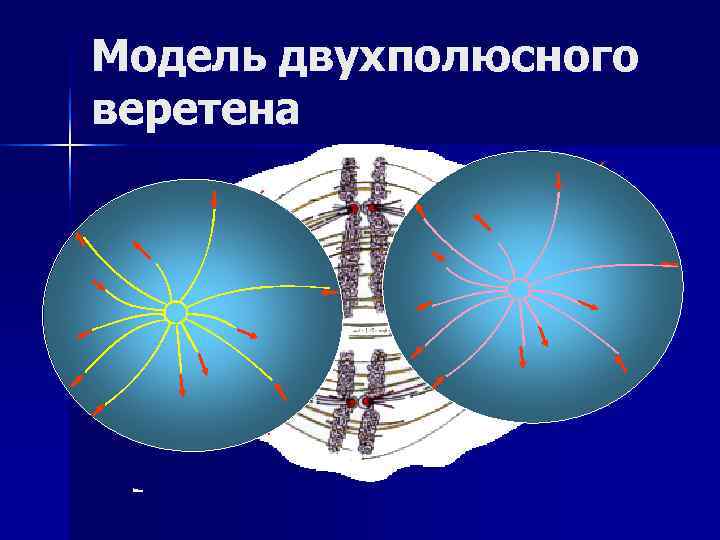Модель двухполюсного веретена 
