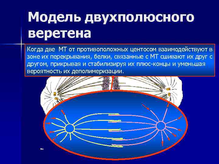 Модель двухполюсного веретена Когда две МТ от противоположных центосом взаимодействуют в зоне их перекрывания,