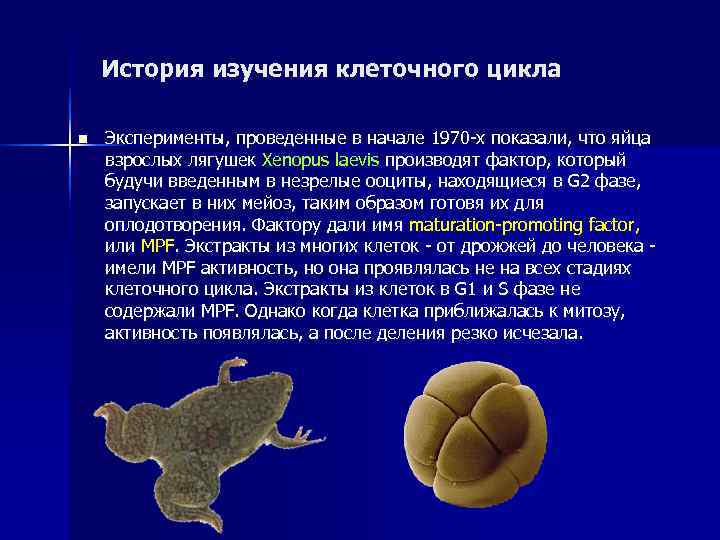   История изучения клеточного цикла n  Эксперименты, проведенные в начале 1970 -х