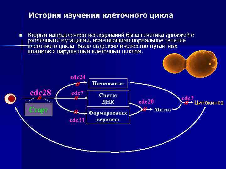   История изучения клеточного цикла n  Вторым направлением исследований была генетика дрожжей