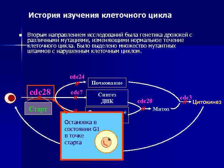   История изучения клеточного цикла n  Вторым направлением исследований была генетика дрожжей