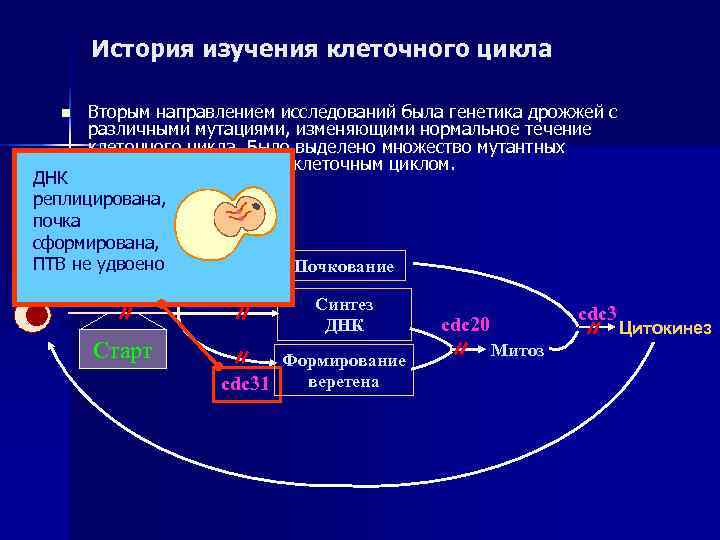  История изучения клеточного цикла  n  Вторым направлением исследований была генетика дрожжей