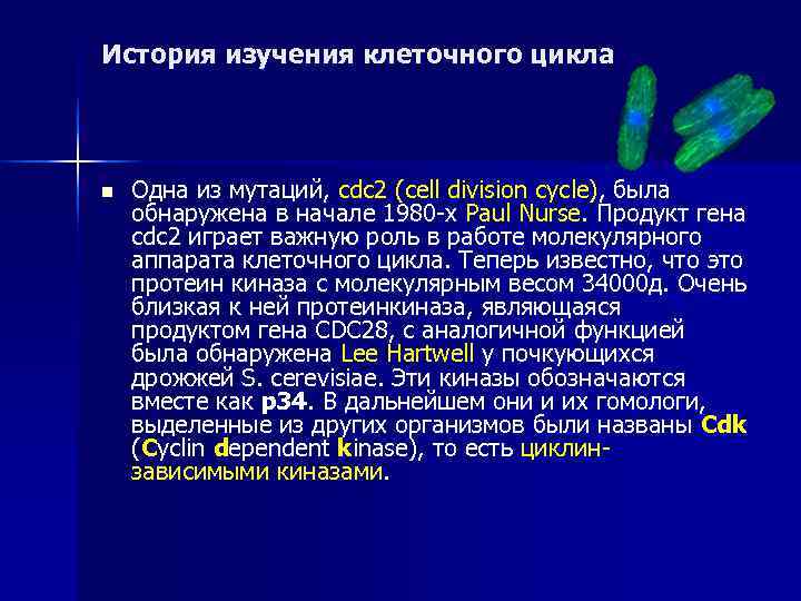 История изучения клеточного цикла n  Одна из мутаций, сdc 2 (сell division cycle),