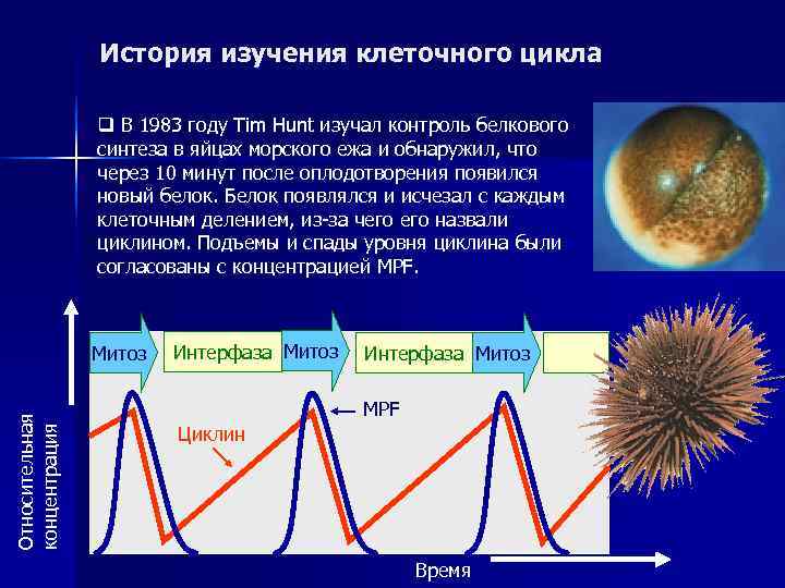     История изучения клеточного цикла   q В 1983 году