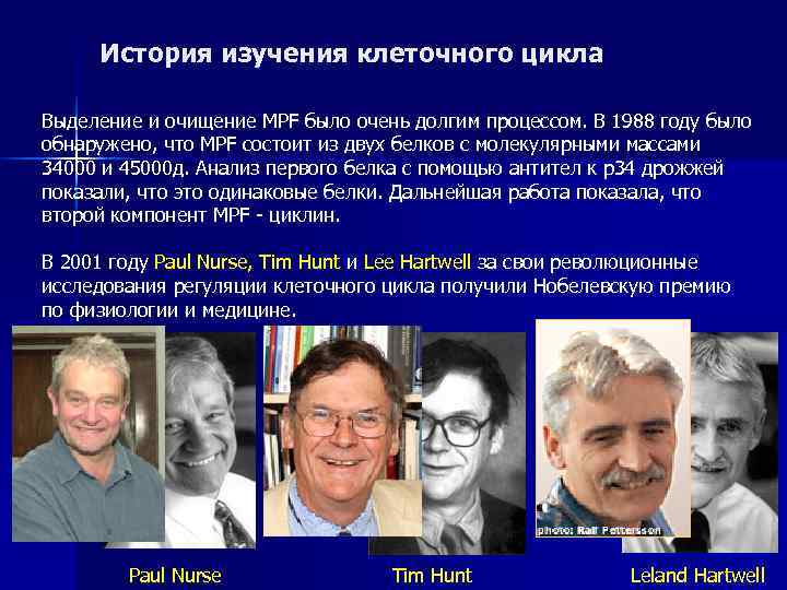  История изучения клеточного цикла Выделение и очищение MPF было очень долгим процессом. В