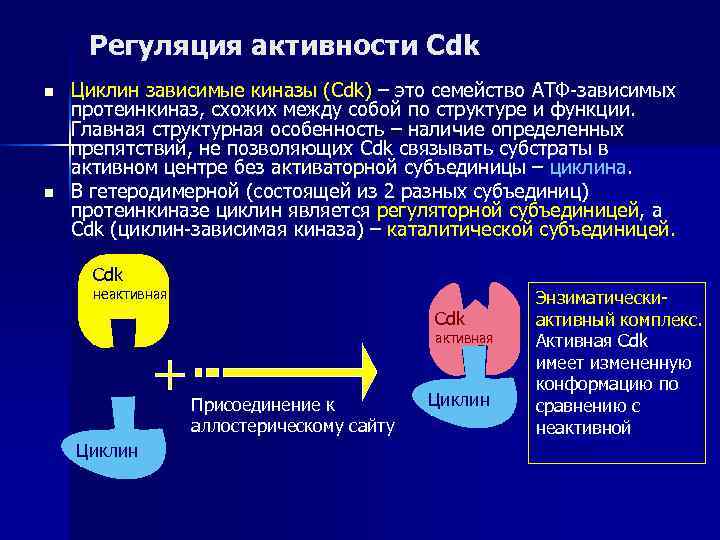  Регуляция активности Cdk n  Циклин зависимые киназы (Cdk) – это семейство АТФ-зависимых