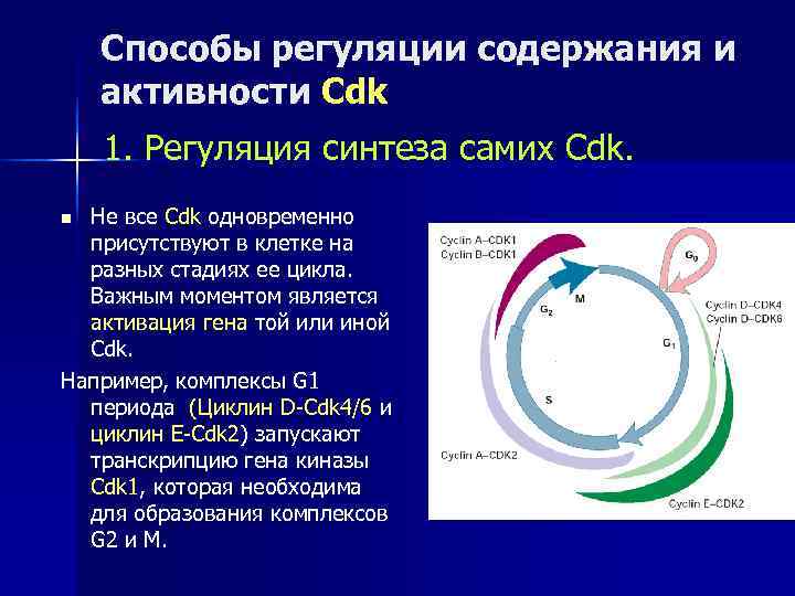  Способы регуляции содержания и активности Cdk 1. Регуляция синтеза самих Cdk. n