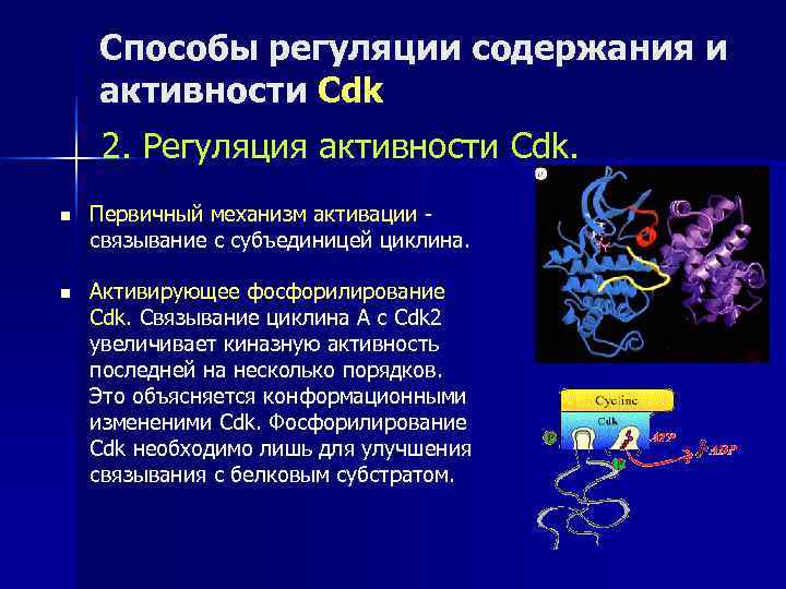   Способы регуляции содержания и активности Cdk 2. Регуляция активности Cdk. n 