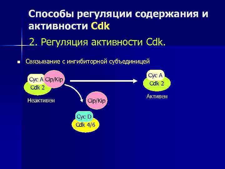   Способы регуляции содержания и активности Cdk 2. Регуляция активности Cdk. n 