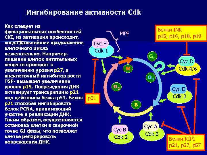 Регуляция клетки