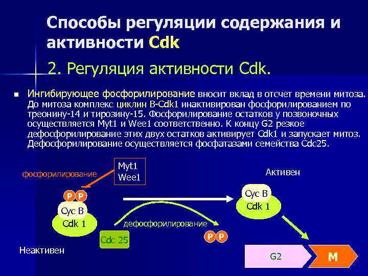    Способы регуляции содержания и   активности Cdk   2.