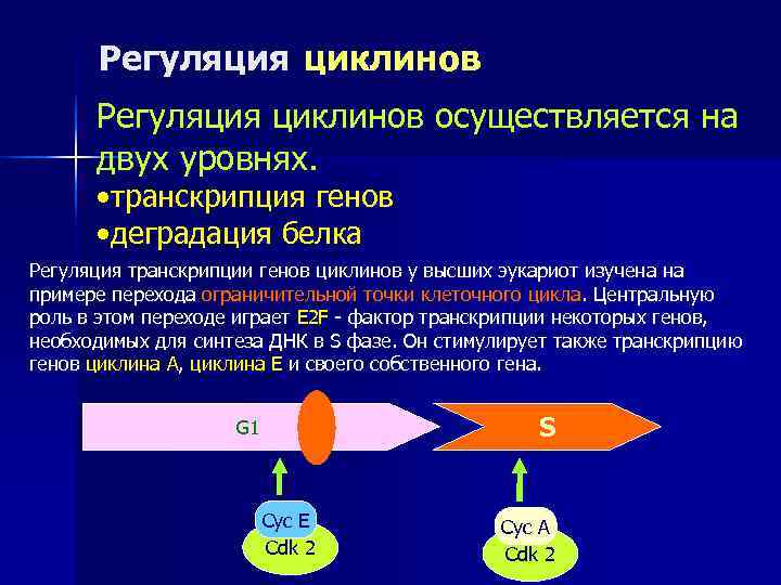  Регуляция циклинов осуществляется на  двух уровнях.   • транскрипция генов 
