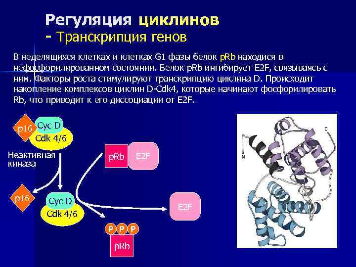   Регуляция циклинов   - Транскрипция генов В неделящихся клетках и клетках
