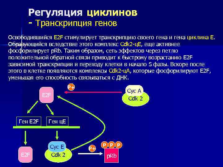   Регуляция циклинов  - Транскрипция генов Освободившийся E 2 F стимулирует транскрипцию