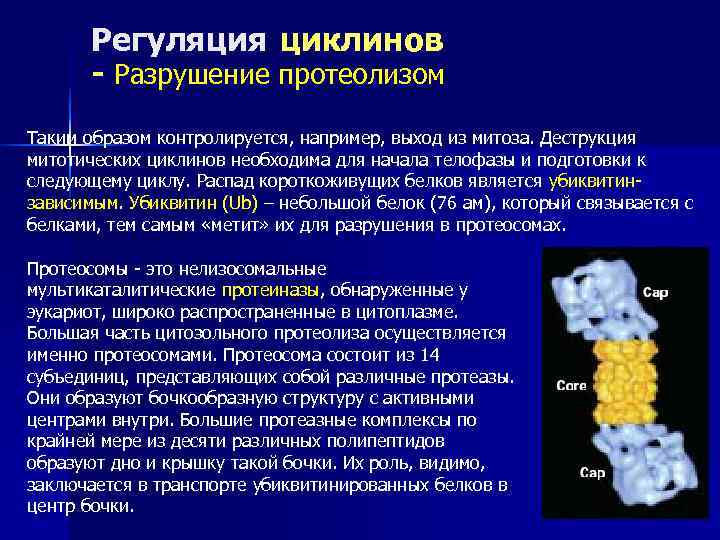  Регуляция циклинов  - Разрушение протеолизом Таким образом контролируется, например, выход из