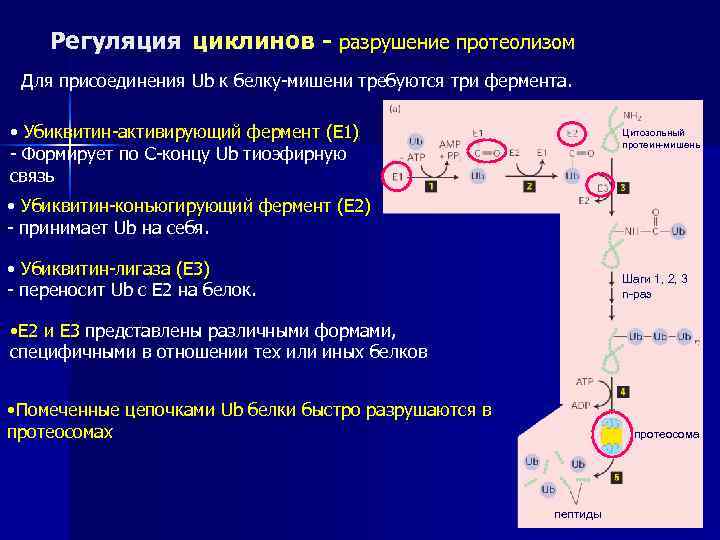   Регуляция циклинов - разрушение протеолизом Для присоединения Ub к белку-мишени требуются три