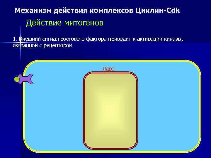 Механизм действия комплексов Циклин-Cdk Действие митогенов 1. Внешний сигнал ростового фактора приводит к активации
