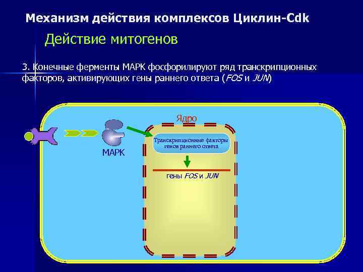 Механизм действия комплексов Циклин-Cdk Действие митогенов 3. Конечные ферменты MAPK фосфорилируют ряд транскрипционных факторов,