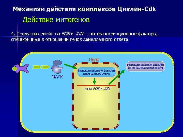 Механизм действия комплексов Циклин-Cdk Действие митогенов 4. Продукты семейства FOS и JUN – это