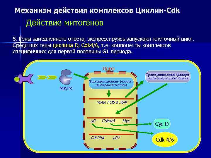 Механизм действия комплексов Циклин-Cdk Действие митогенов 5. Гены замедленного ответа, экспрессируясь запускают клеточный цикл.