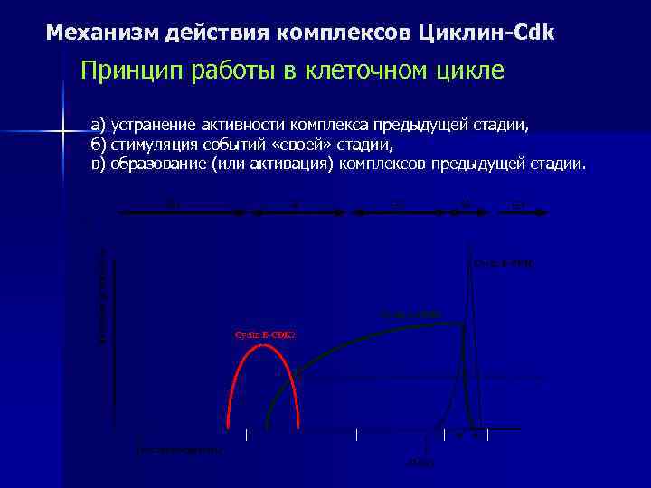 Механизм действия комплексов Циклин-Cdk  Принцип работы в клеточном цикле   а) устранение