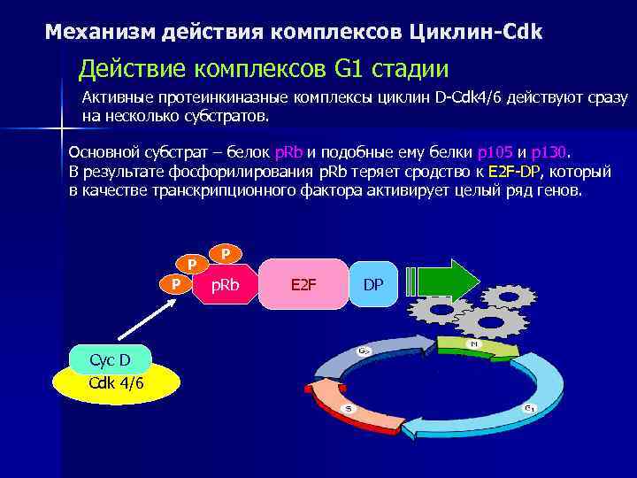 Механизм действия комплексов Циклин-Cdk  Действие комплексов G 1 стадии  Активные протеинкиназные комплексы