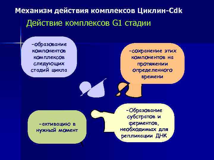 Механизм действия комплексов Циклин-Cdk  Действие комплексов G 1 стадии -образование  компонентов 