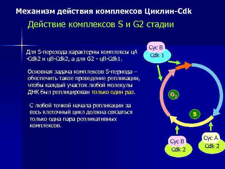 Механизм действия комплексов Циклин-Cdk  Действие комплексов S и G 2 стадии  