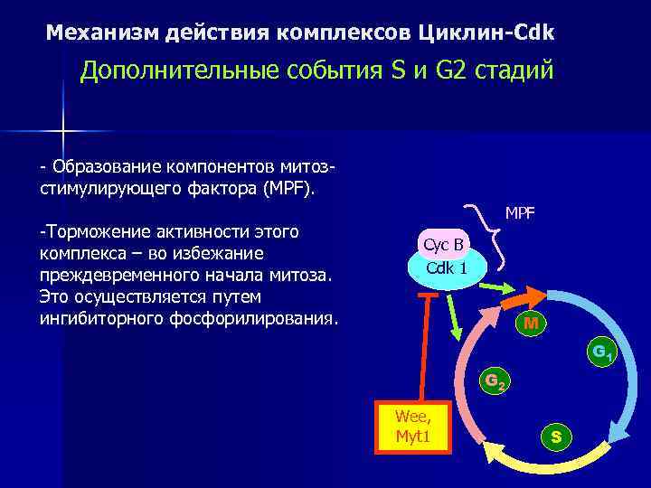 Механизм действия комплексов Циклин-Cdk Дополнительные события S и G 2 стадий  - Образование