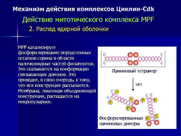 Механизм действия комплексов Циклин-Cdk  Действие митотического комплекса MPF 2. Распад ядерной оболочки 