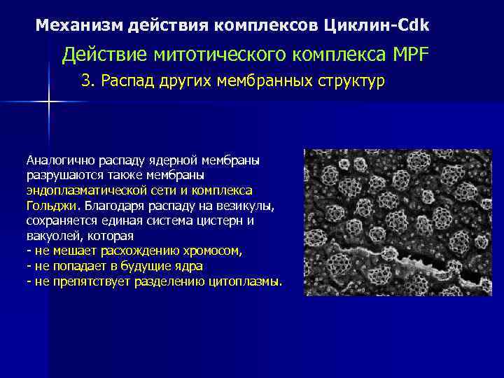  Механизм действия комплексов Циклин-Cdk Действие митотического комплекса MPF   3. Распад других