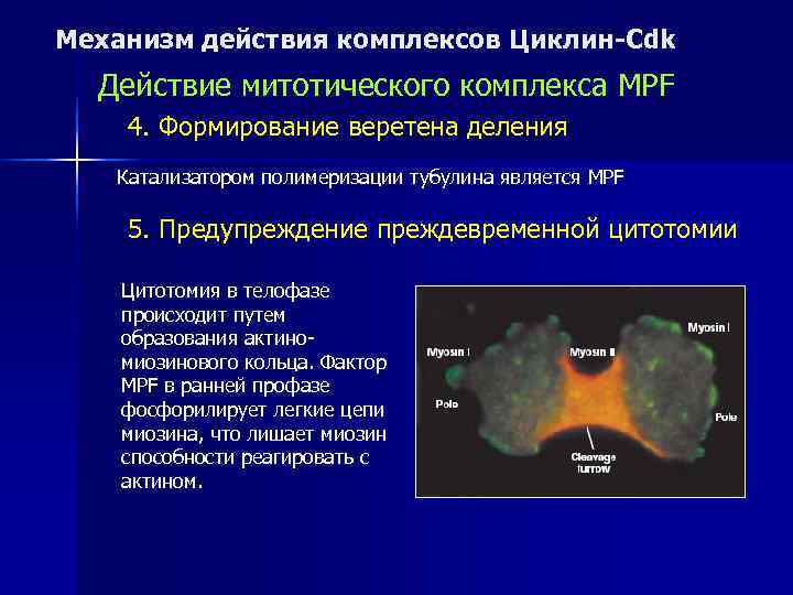 Механизм действия комплексов Циклин-Cdk  Действие митотического комплекса MPF 4. Формирование веретена деления 