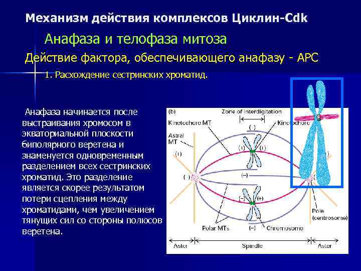 Механизм действия комплексов Циклин-Cdk Анафаза и телофаза митоза Действие фактора, обеспечивающего анафазу - APC