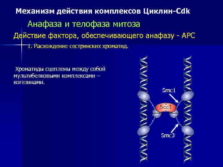 Механизм действия комплексов Циклин-Cdk Анафаза и телофаза митоза Действие фактора, обеспечивающего анафазу - APC